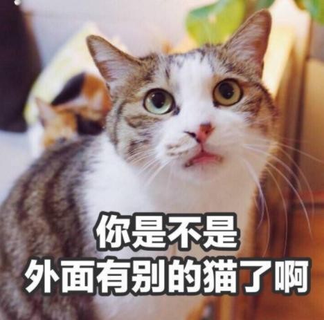 猫咪“憎恨”主人的几个表现，不及时补救，你就会失去它了