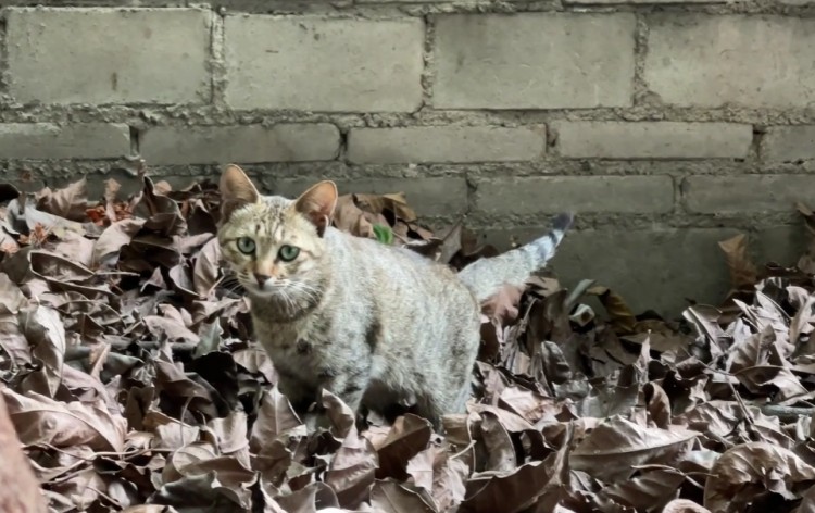 广州：外卖小哥喂流浪猫，猫咪感恩为他看车，猫：只能这么报答你