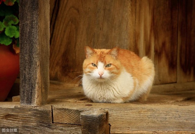 猫咪零食如何选择常见的9款猫咪零食看一下你的选择合适吗