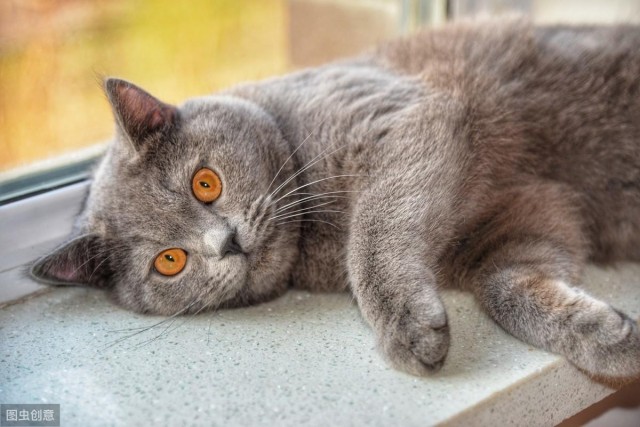 猫咪零食如何选择常见的9款猫咪零食看一下你的选择合适吗