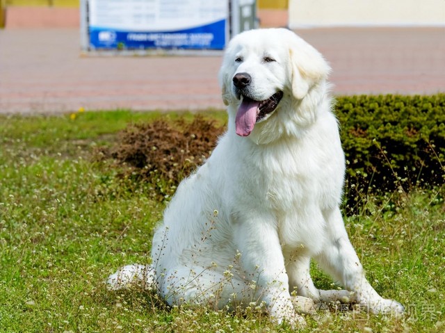 哥威斯犬：警犬界的优秀先锋犬，保护您的安全！