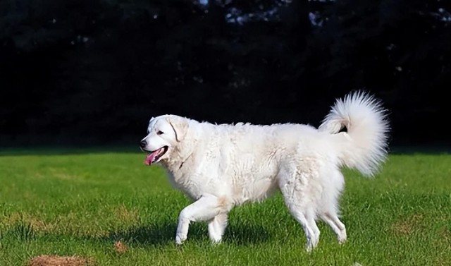 哥威斯犬：警犬界的优秀先锋犬守护你的安全！