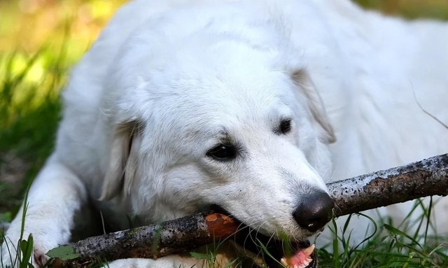 哥威斯犬：警犬界的优秀先锋犬守护你的安全！